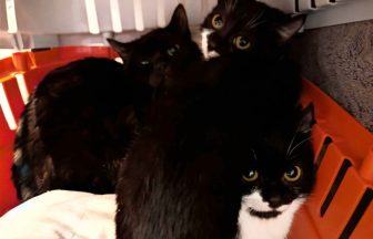 Five kittens found abandoned in Glasgow park during Storm Chandra