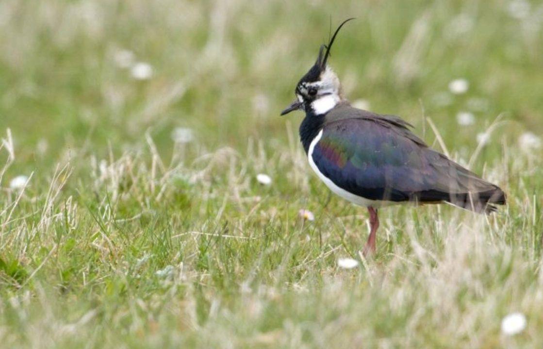 Farmland birds in Scotland decline over past decade, report shows