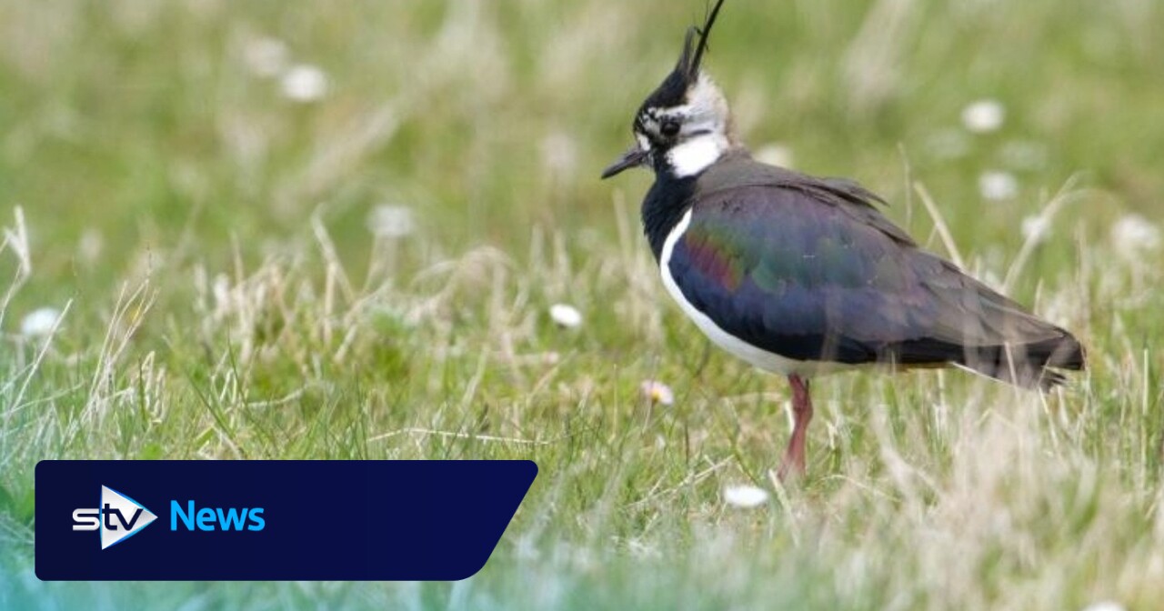 Farmland birds in Scotland decline over past decade, report shows