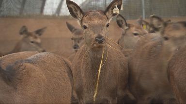 Scottish deer farming aims to double meat output by 2030