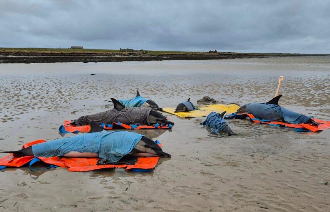 Six dolphins rescued after mass stranding in Orkney on the Island of Westray