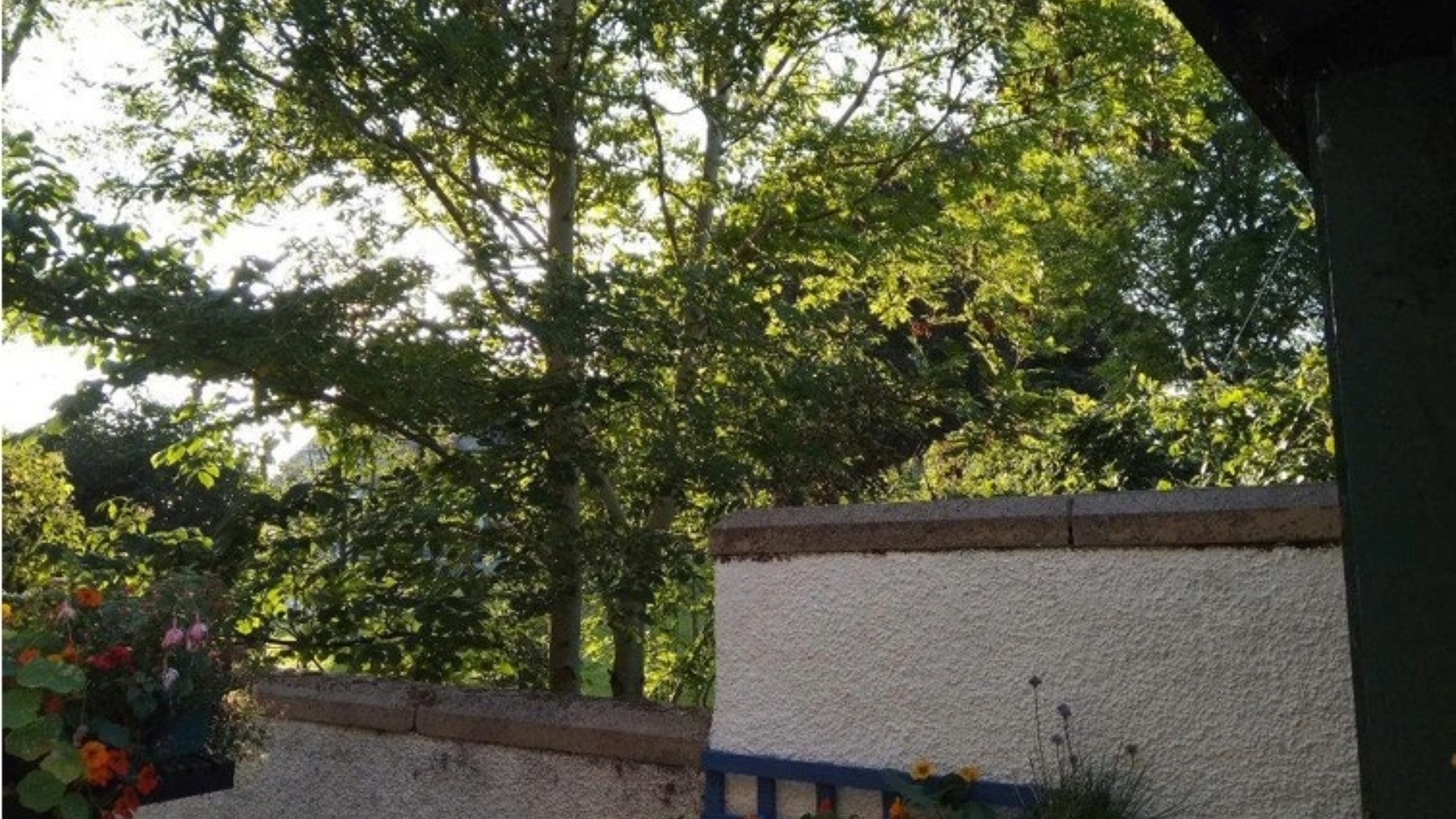 The view of the trees from inside Mr and Mrs Campbell's garden
