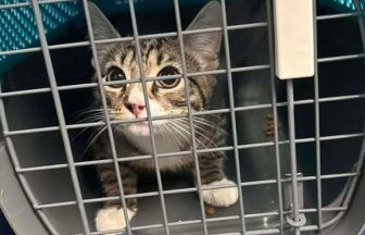Shocked ScotRail staff discover frightened kitten on train