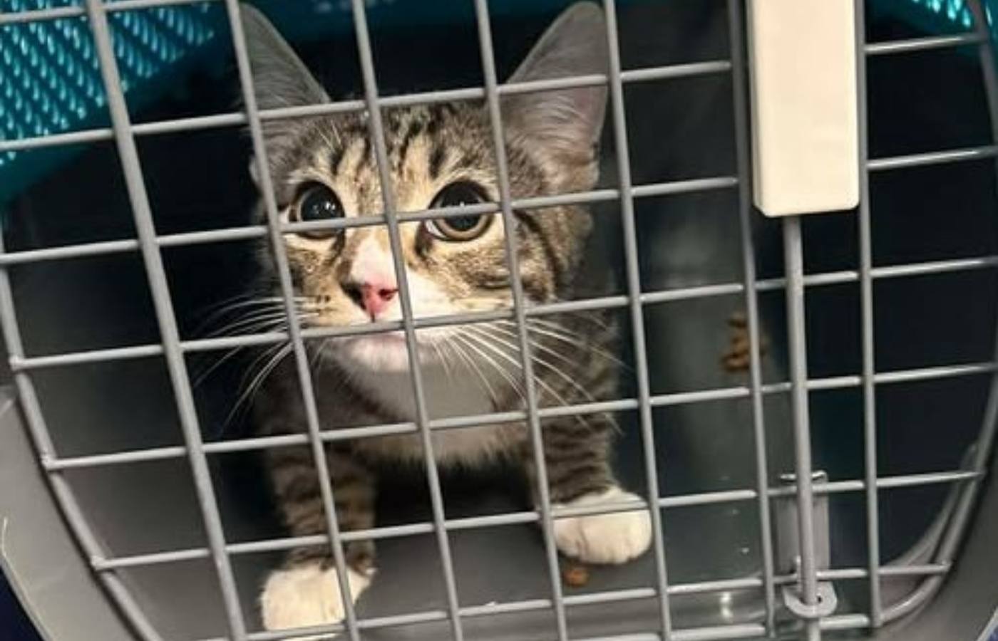 A kitten was discovered on board a ScotRail train