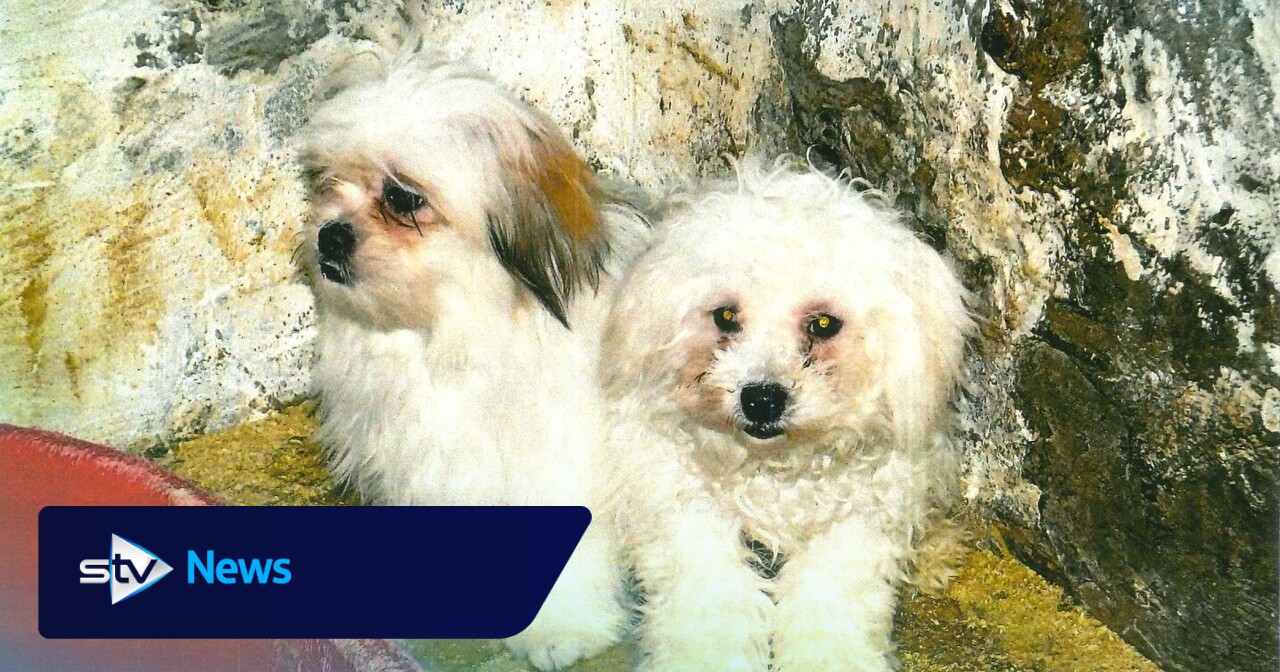 Millionaire couple who ran illegal puppy farm spared jail