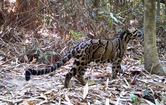 Psychedelic spiders, wild tulips and funky fish: species to watch in 2026