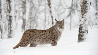 Lynx in Scotland: Public invited to have their say on reintroduction of species to Highlands