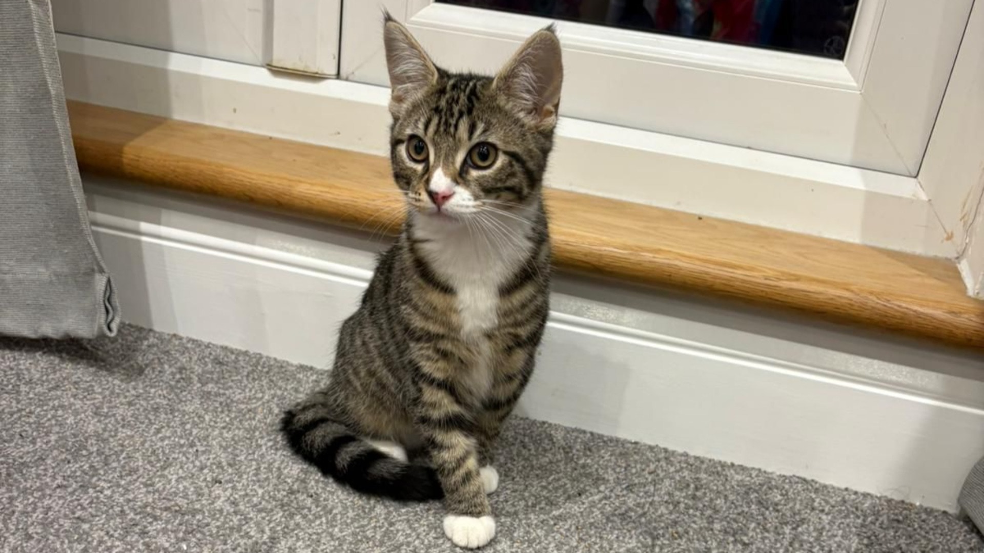 Annie is in the care of Cats Protection