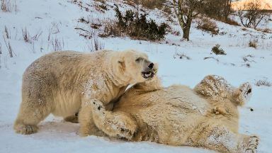 Watch polar bears playing in heavy snow at Highland wildlife park