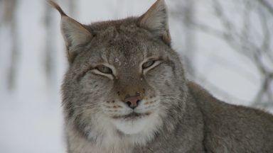 Public consultation to be held on reintroduction of lynx