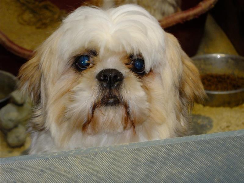 A dog discovered in the puppy farm