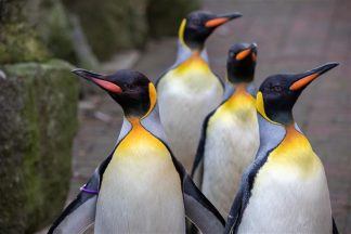 Trio of female king penguins join colony at Edinburgh Zoo