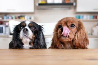 Scientists calculate true carbon footprint of premium dog foods