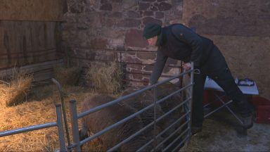 Shepherd urges dog owners to be vigilant after lambs left ‘fighting for lives’ following attack