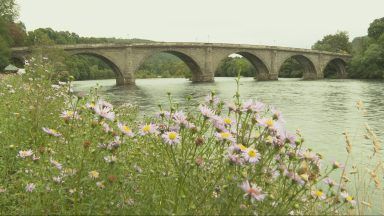 Study warns invasive species increases riverbank erosion risk