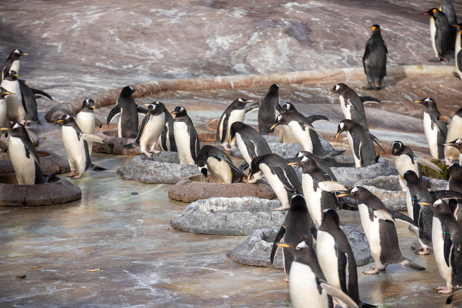 Over 100 penguins are getting ready to nest