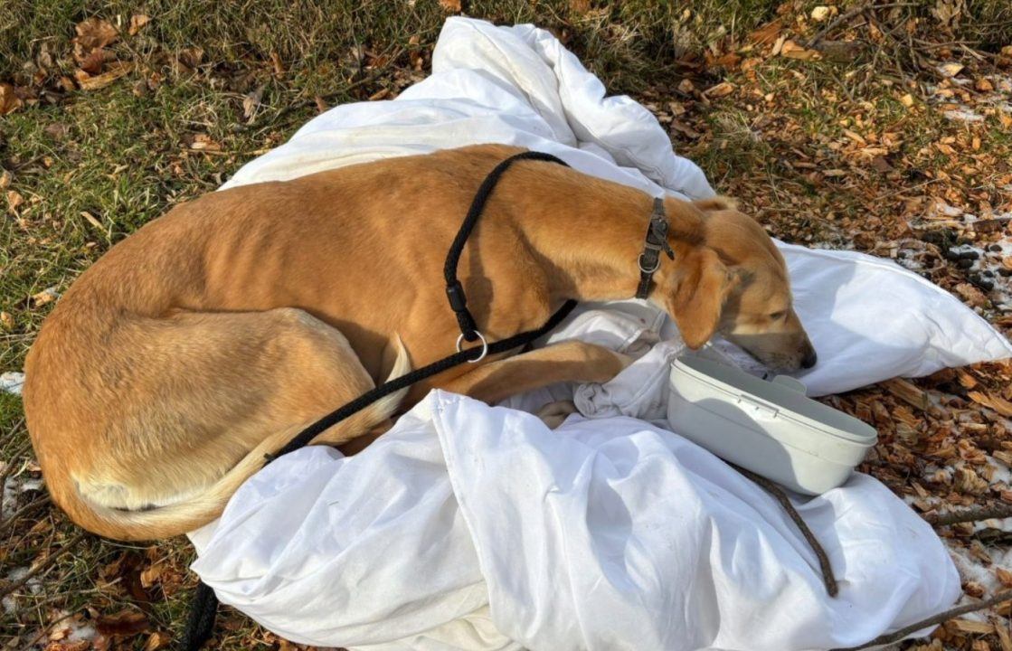 Dog with severe limp found abandoned in field with duvet in South Lanarkshire