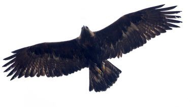Hunt for person who shot golden eagle with gun