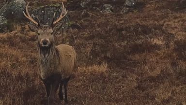 Watch magical moment ‘majestic’ stag licks walker’s camera lens