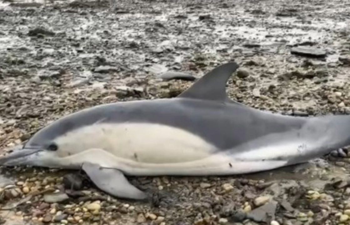 Common dolphin euthanised after stranding in Orkney
