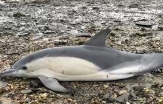 Common dolphin euthanised after stranding in Orkney