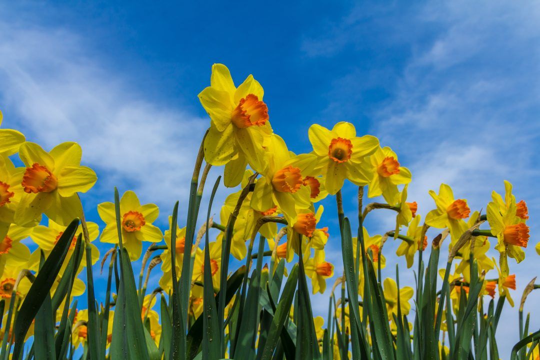 When does spring really begin in Scotland?