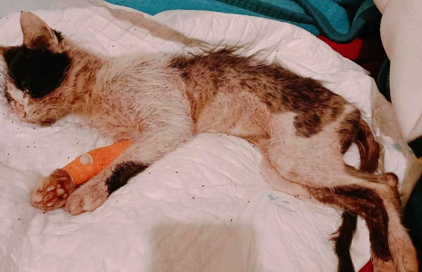 Evidence suggested that Ursula had endured months of avoidable suffering.