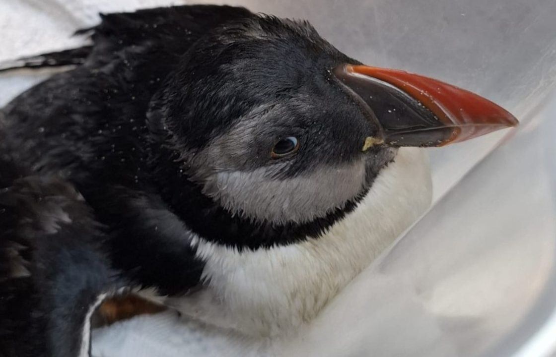 Puffin aged 34 dies after being found washed up on Aberdeenshire beach amid severe weather