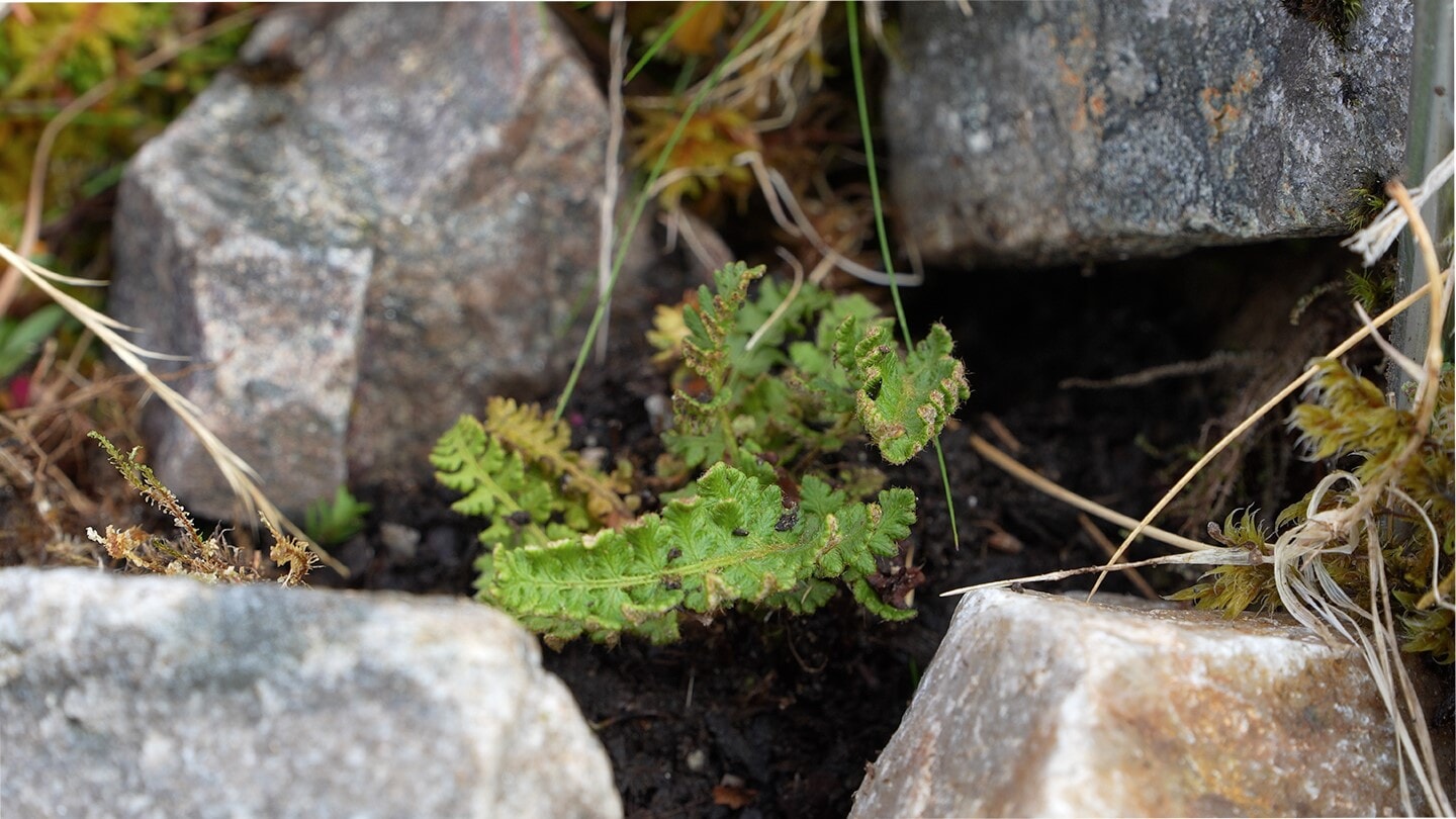 The small alpine fern was largely wiped out in the 19th century.