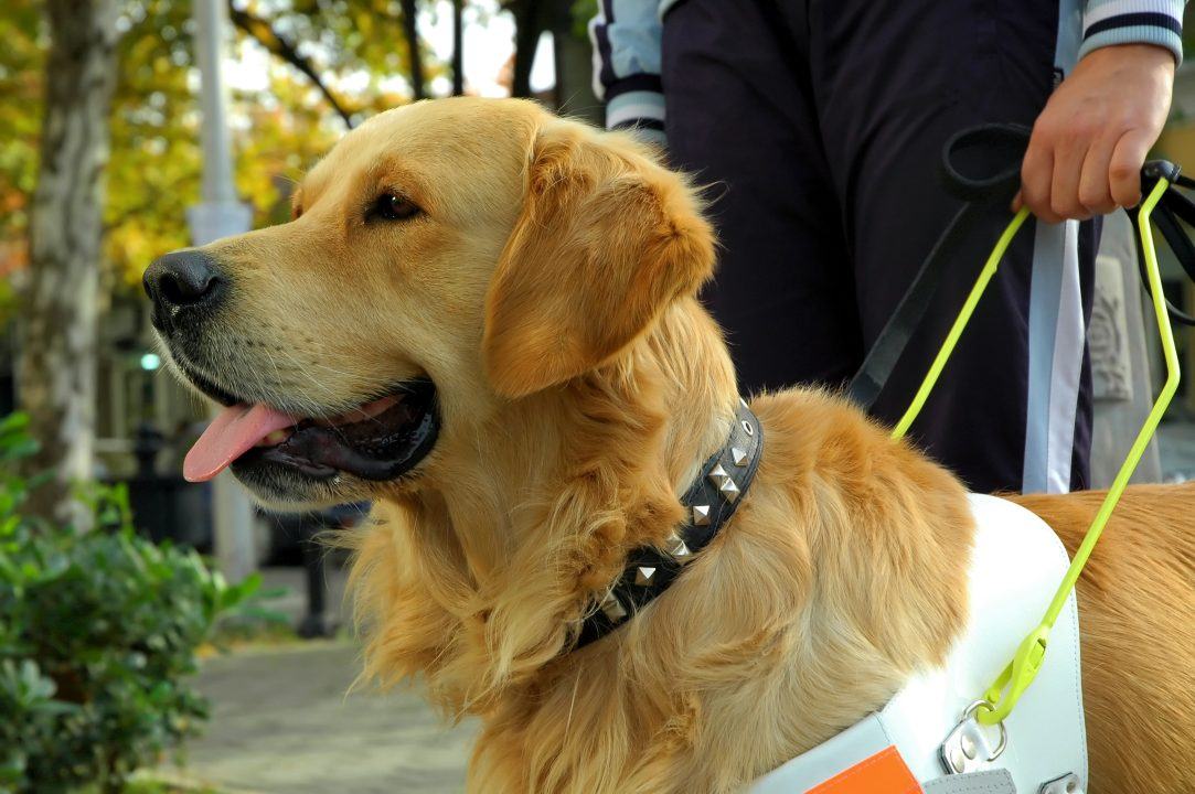 Taxi driver who refused to pick up guide dog and owners has licence suspended