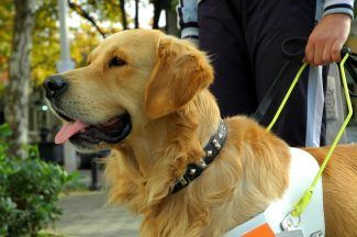 Taxi driver who refused to pick up guide dog and owners has licence suspended