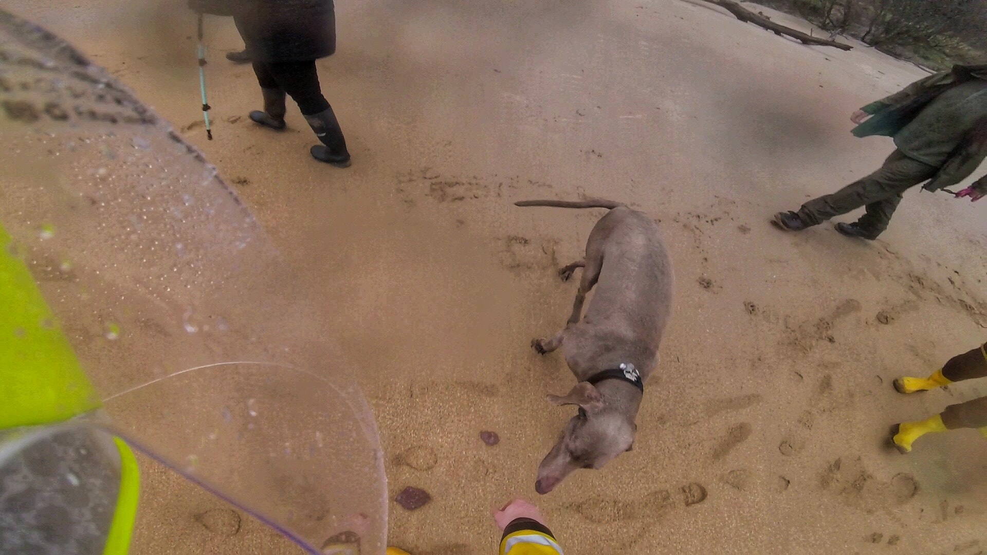 The dog thanked rescuers once back on dry land