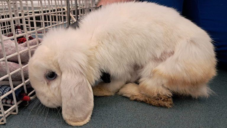 Rabbit in 'extremely poor' condition found abandoned in field | STV News