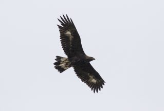 Golden eagles face ‘unacceptable risk’ from wind turbine plans, charity says