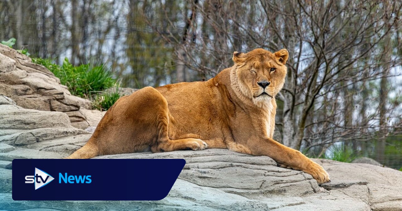 Lion rescued from travelling circus dies at Five Sisters Zoo