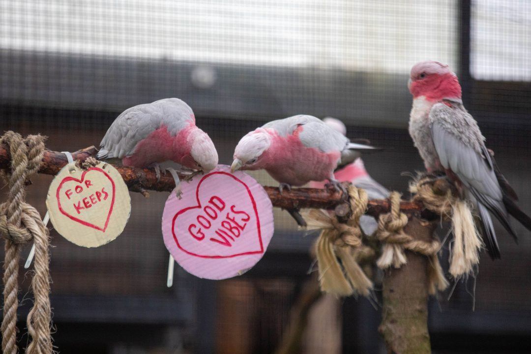 Love birds: Zoo animals get into Valentine’s Day spirit with handmade cards