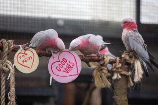 Love birds: Zoo animals get into Valentine’s Day spirit with handmade cards