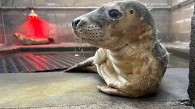 Seal pups being bottle-fed by animal charity as rescue numbers soar
