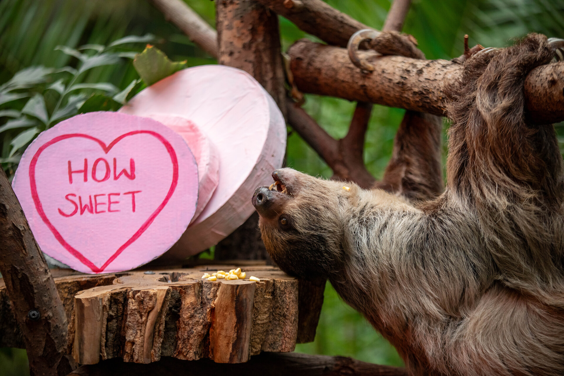 The Linne’s two-toed sloth is a female named Fe