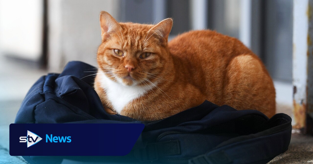 Ginger tabby cat banned from Glasgow college killed on road | STV News