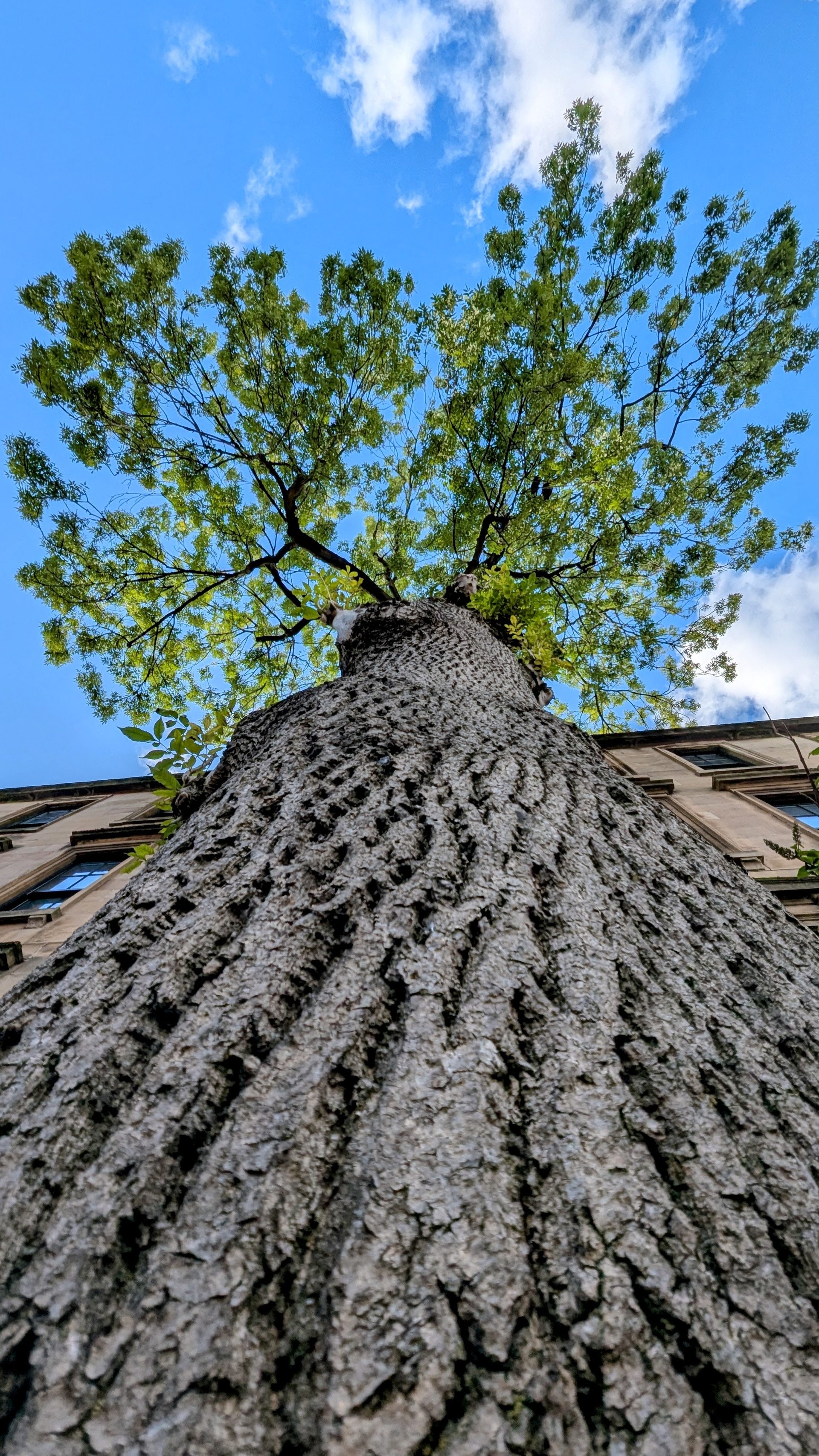 The Argyle Street Ash