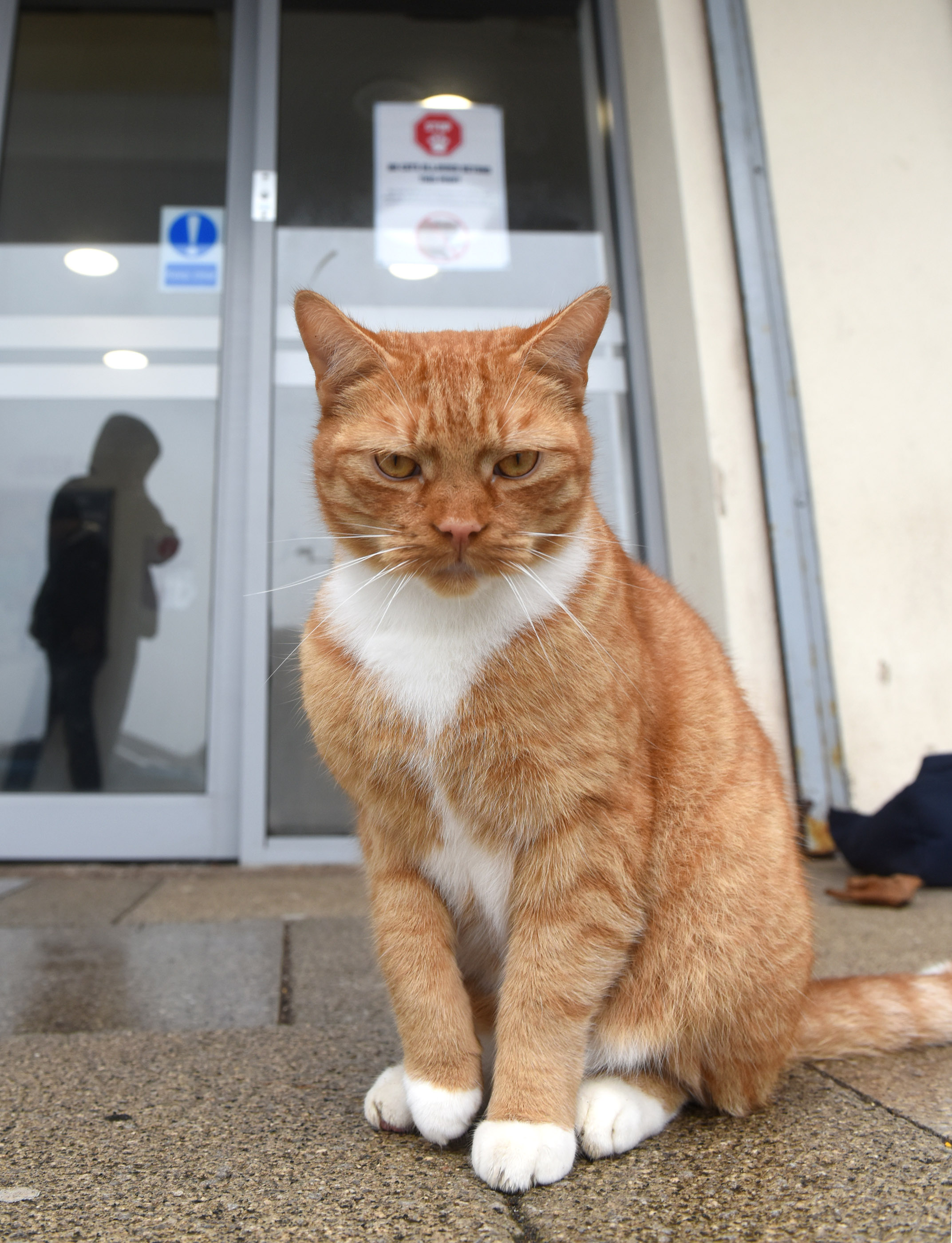 Rebel, not his real name, has been roaming around Glasgow Clyde College’s Cardonald campus, entering lessons and is even alleged to have set off an alarm.