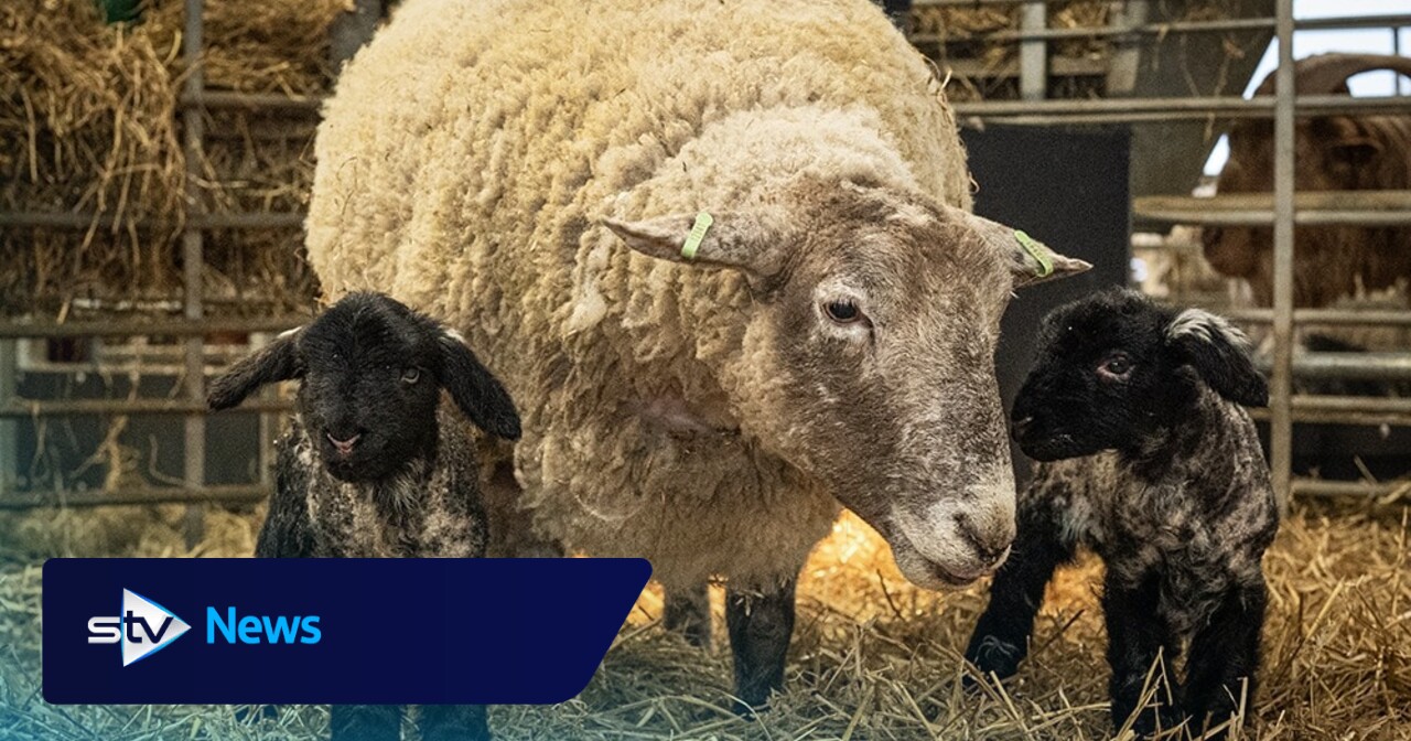Britain’s ‘loneliest’ sheep found stranded on cliff gives birth to first lambs 