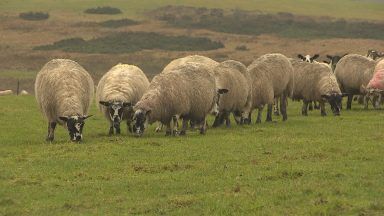 Farming leaders call for support as sheep numbers hit record low