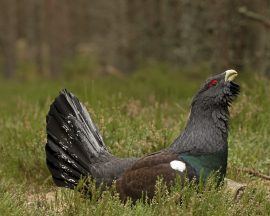 Boost for critically endangered Capercaillie at Abernethy nature reserve