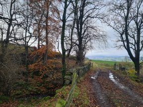 Polling finds ‘near universal support’ for protecting green belt land