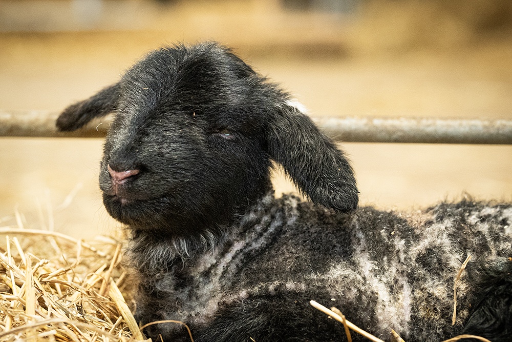 Britain's loneliest sheep gives birth
