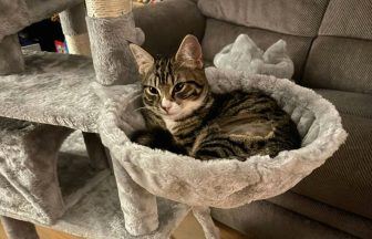 ScotRail ticket examiner adopts kitten abandoned on Edinburgh train