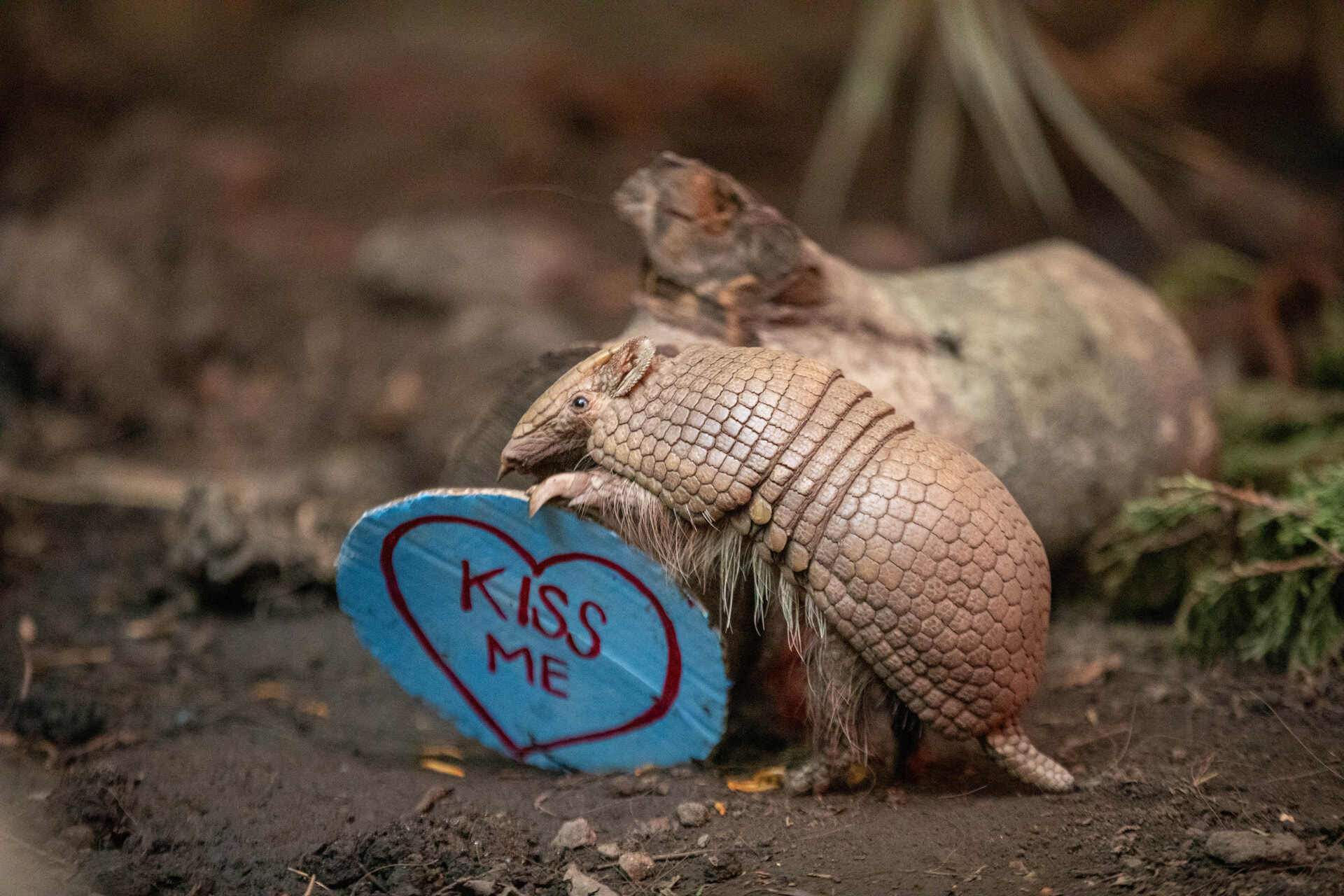 Southern three-banded armadillo is a male named Danilo