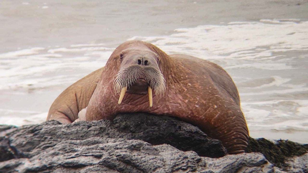 Walrus spotted ‘resting on rocks’ in Fife